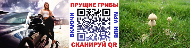 Галлюциногенные грибы Magic Shrooms  Кодинск 